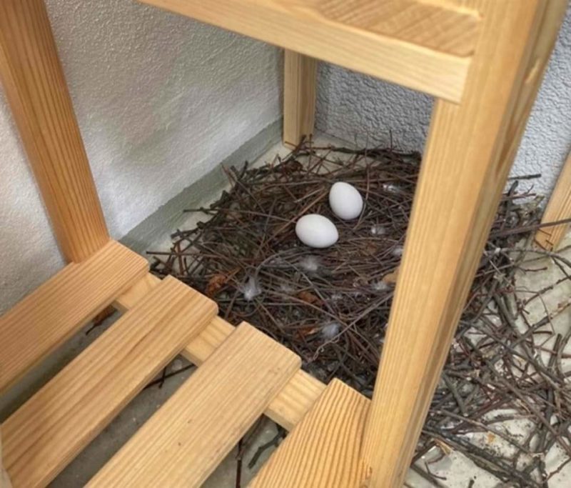 Taubennest Auf Balkon