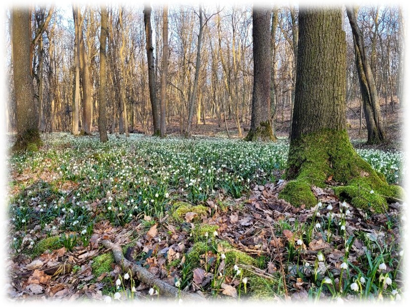 Märzenbecher im Wald