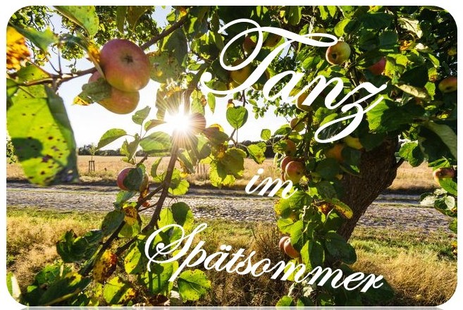 Apfelbaum in der Abendsonne